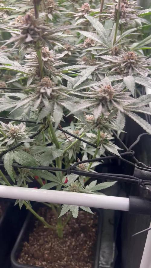 Super Buff Cherry #26 Cut