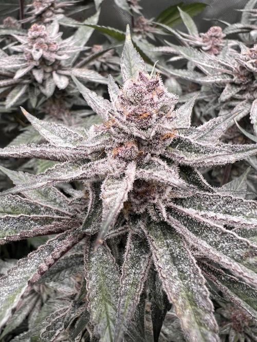 Super Buff Cherry #26 Cut. Week 9 - 16.12. F45