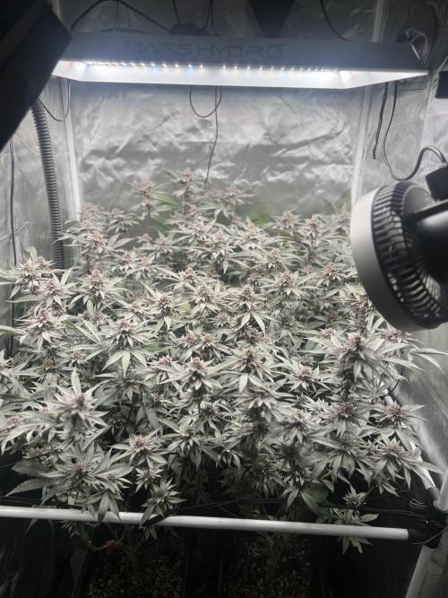 Super Buff Cherry #26 Cut. Week 10 - 23.12. F52