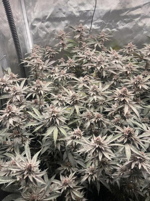 Super Buff Cherry #26 Cut. Week 10 - 23.12. F52