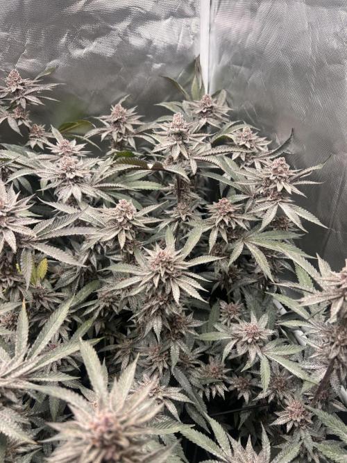 Super Buff Cherry #26 Cut. Week 10 - 23.12. F52