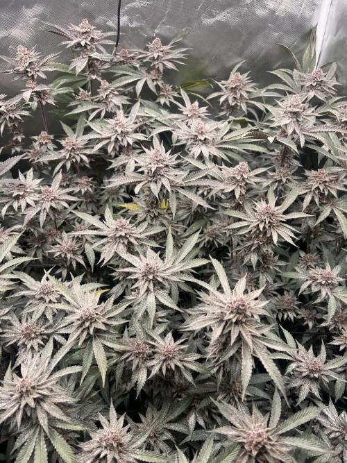 Super Buff Cherry #26 Cut. Week 10 - 23.12. F52