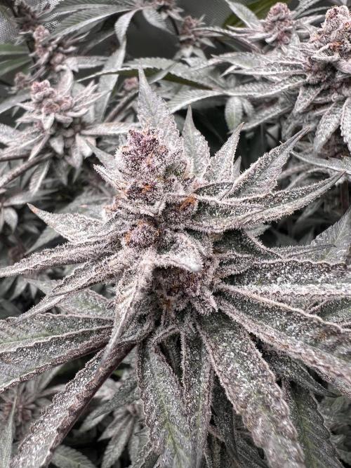 Super Buff Cherry #26 Cut. Week 10 - 23.12. F52