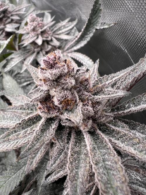 Super Buff Cherry #26 Cut. Week 10 - 23.12. F52