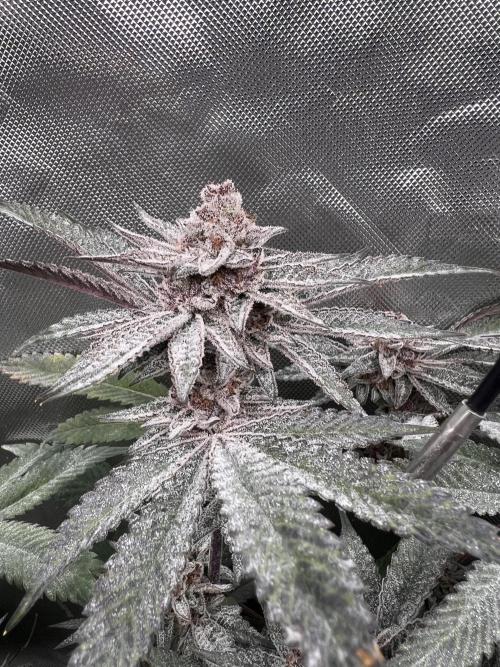 Super Buff Cherry #26 Cut. Week 10 - 23.12. F52