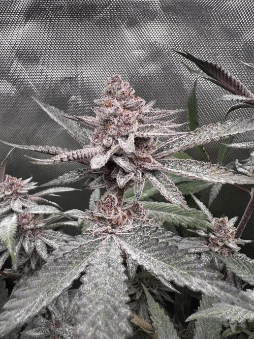 Super Buff Cherry #26 Cut. Week 10 - 23.12. F52