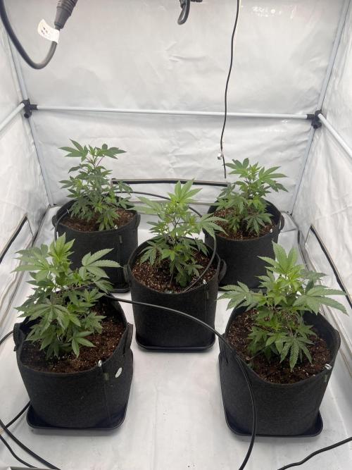 Blueberry Zkunk - Grounded Genetics. Week 3 - 23.12. V15