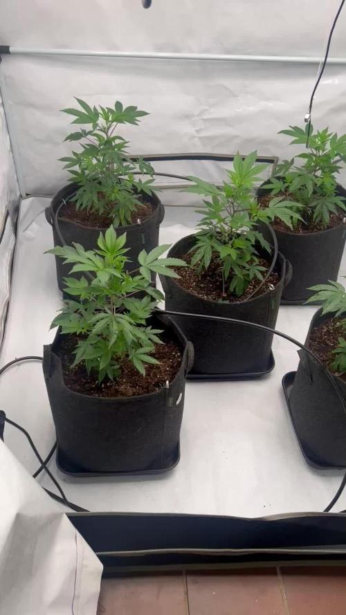 Blueberry Zkunk - Grounded Genetics