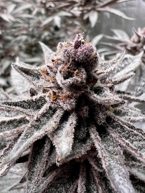 Super Buff Cherry #26 Cut. Week 11 - 29.12. F58