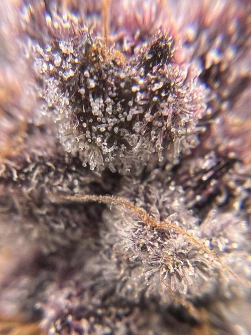 Super Buff Cherry #26 Cut. Week 11 - 29.12. F58