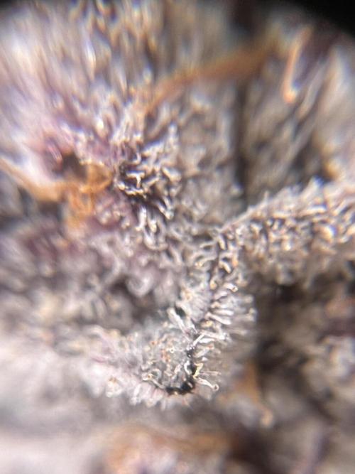 Super Buff Cherry #26 Cut. Week 11 - 29.12. F58