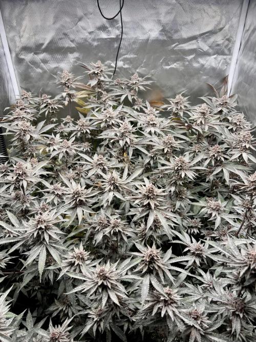 Super Buff Cherry #26 Cut. Week 11 - 29.12. F58