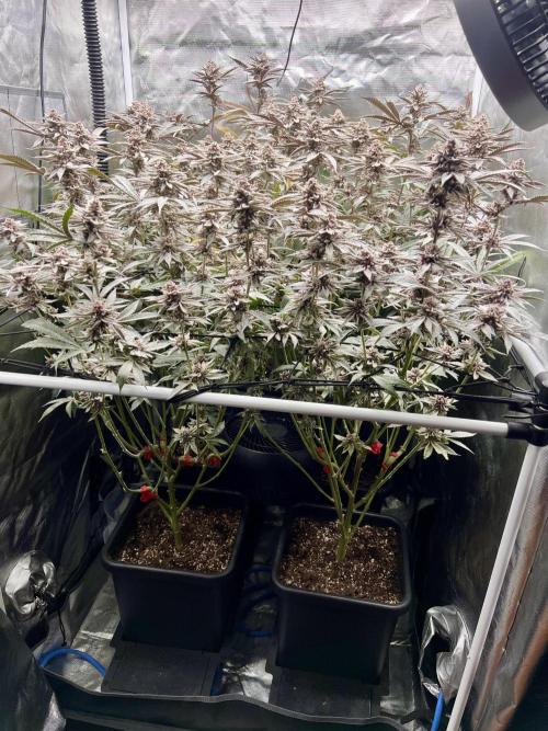 Super Buff Cherry #26 Cut. Week 11 - 29.12. F58