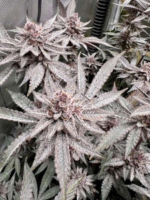 Super Buff Cherry #26 Cut. Week 11 - 29.12. F58