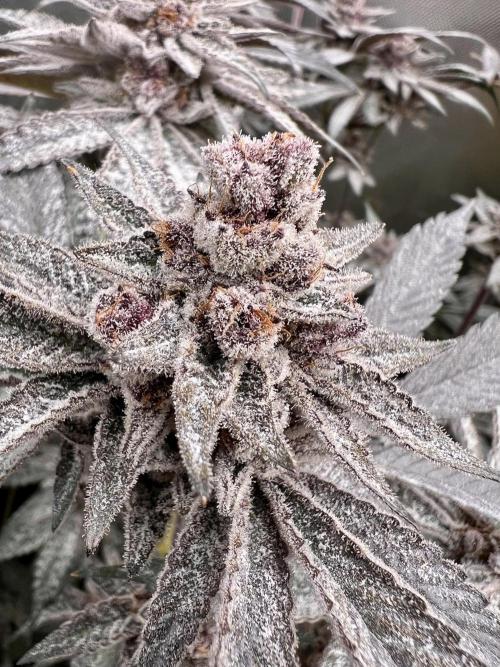 Super Buff Cherry #26 Cut. Week 11 - 29.12. F58