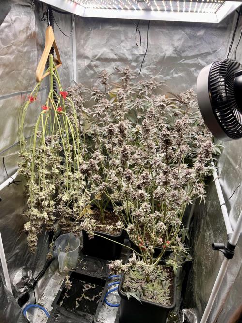 Super Buff Cherry #26 Cut. Week 11 - 29.12. F58