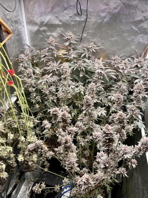 Super Buff Cherry #26 Cut. Week 11 - 29.12. F58