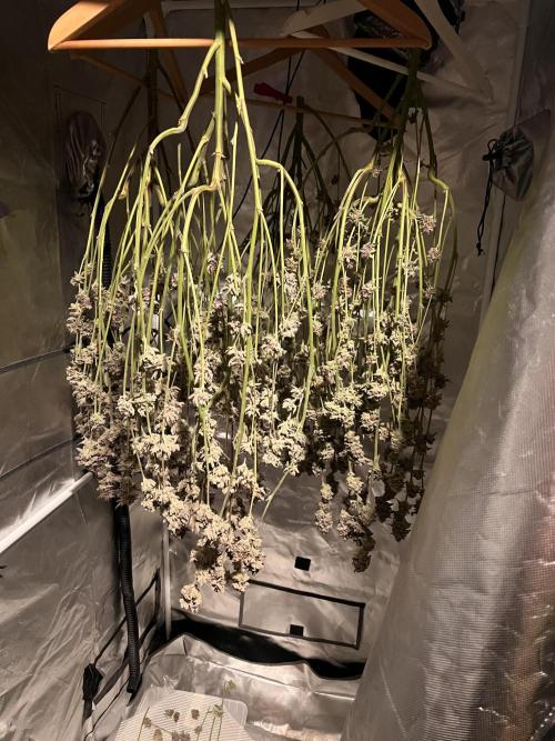 Super Buff Cherry #26 Cut. Week 11 - 30.12. F59