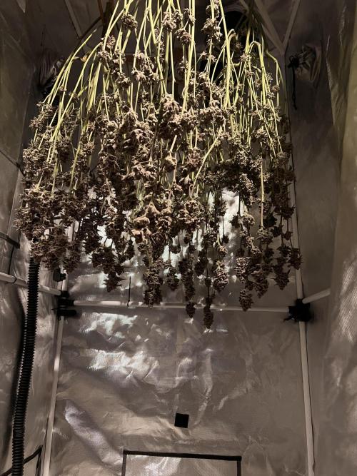 Super Buff Cherry #26 Cut. Week 11 - 30.12. F59