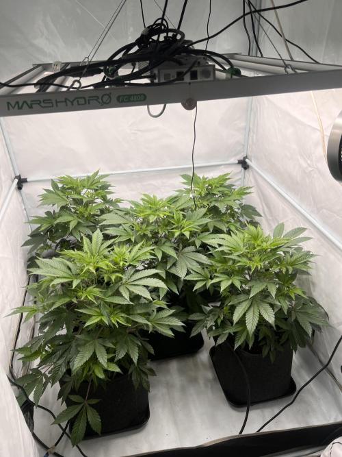 Blueberry Zkunk - Grounded Genetics. Week 4 - 01.01. V24