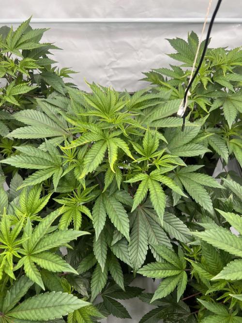 Blueberry Zkunk - Grounded Genetics. Week 4 - 01.01. V24