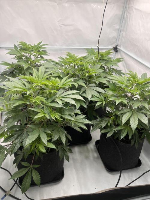 Blueberry Zkunk - Grounded Genetics. Week 4 - 01.01. V24