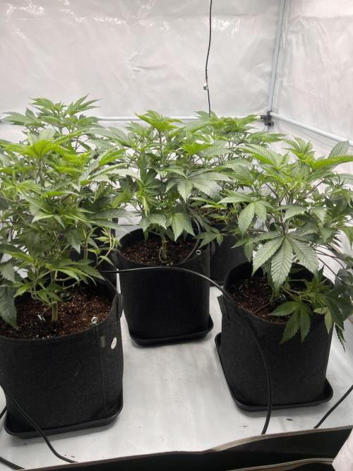 Blueberry Zkunk - Grounded Genetics. Week 4 - 01.01. V24