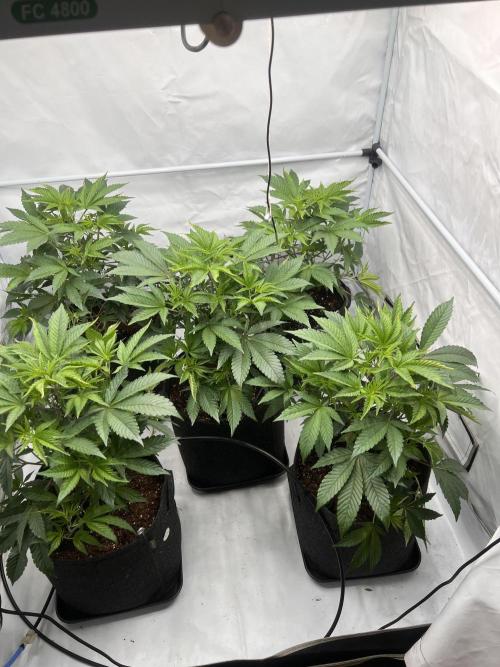 Blueberry Zkunk - Grounded Genetics. Week 4 - 01.01. V24