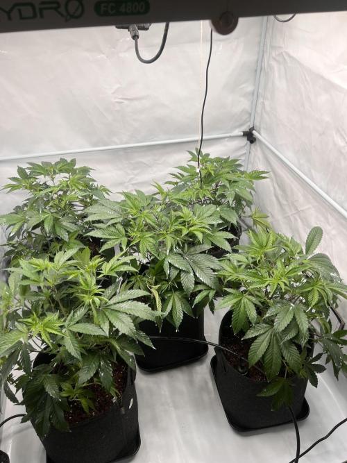 Blueberry Zkunk - Grounded Genetics. Week 4 - 01.01. V24