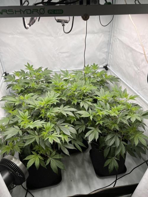 Blueberry Zkunk - Grounded Genetics. Week 5 - 06.01. F4