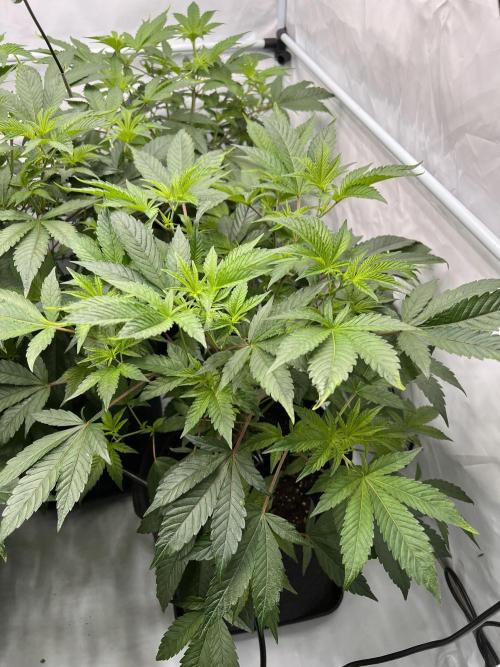 Blueberry Zkunk - Grounded Genetics. Week 5 - 06.01. F4