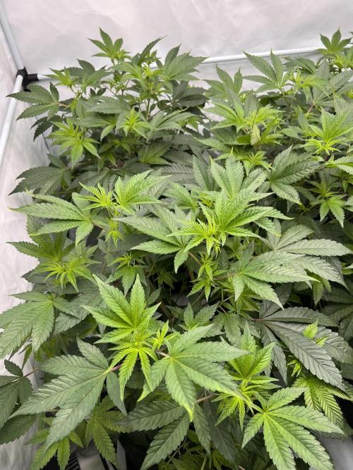 Blueberry Zkunk - Grounded Genetics. Week 5 - 06.01. F4