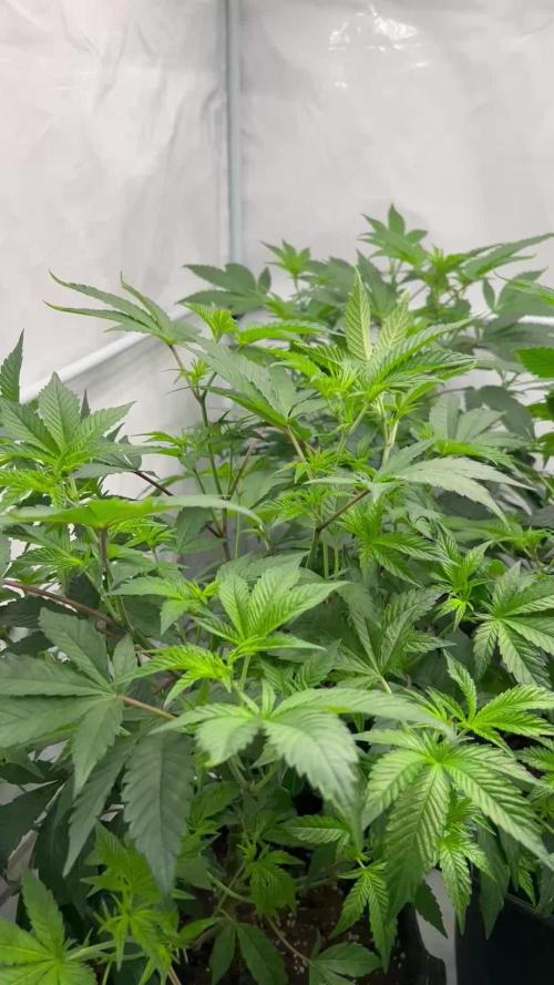 Blueberry Zkunk - Grounded Genetics