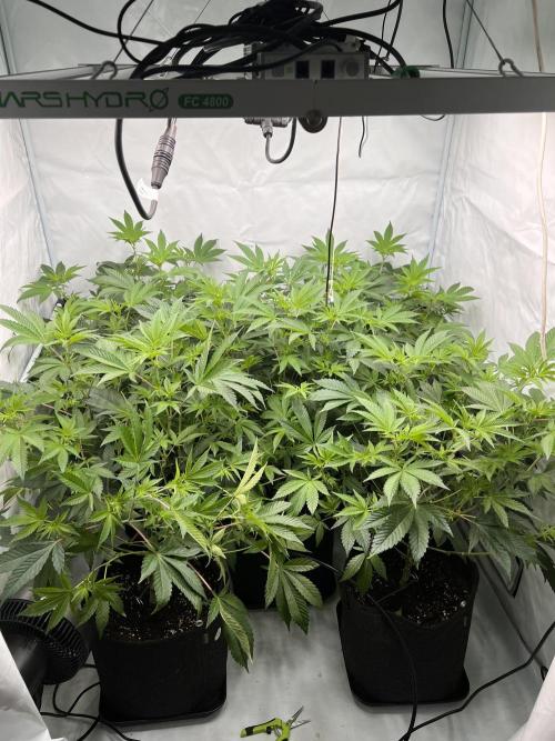 Blueberry Zkunk - Grounded Genetics. Week 6 - 12.01. F10