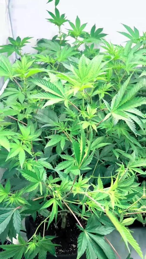 Blueberry Zkunk - Grounded Genetics