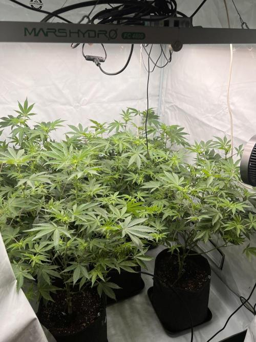 Blueberry Zkunk - Grounded Genetics. Week 7 - 17.01. F15