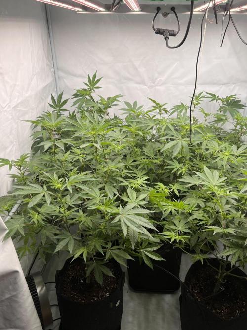 Blueberry Zkunk - Grounded Genetics. Week 7 - 17.01. F15