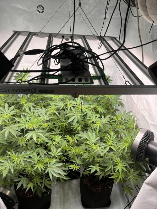 Blueberry Zkunk - Grounded Genetics. Week 7 - 17.01. F15