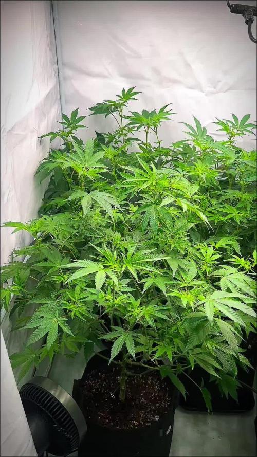 Blueberry Zkunk - Grounded Genetics