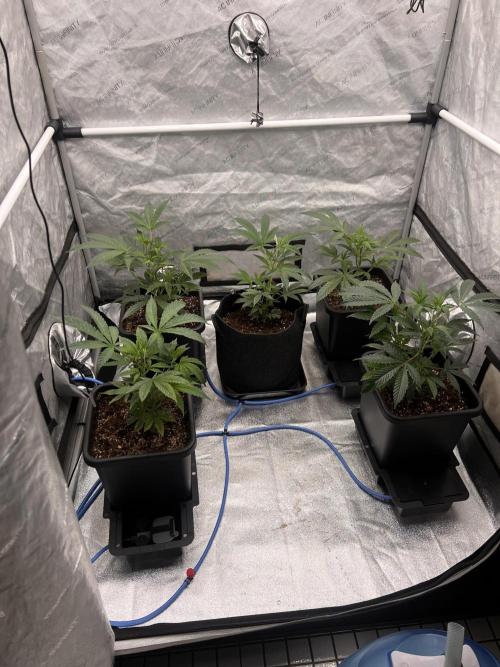 Chocolate Waffelz - Paradise Seeds. Week 1 - 20.01. F1