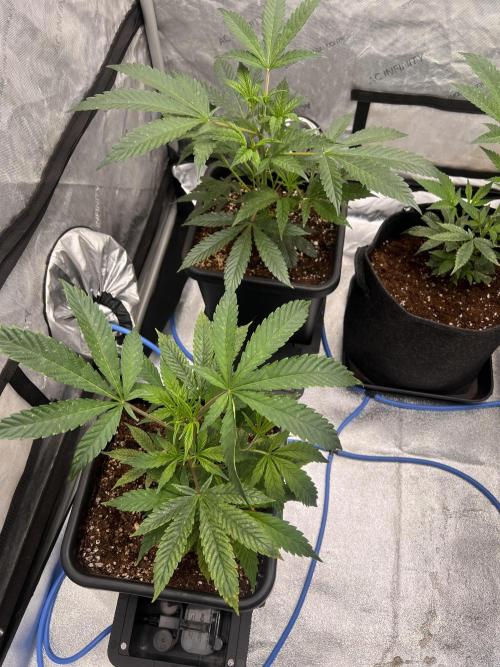 Chocolate Waffelz - Paradise Seeds. Week 1 - 20.01. F1