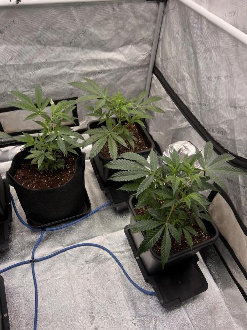 Chocolate Waffelz - Paradise Seeds. Week 1 - 20.01. F1