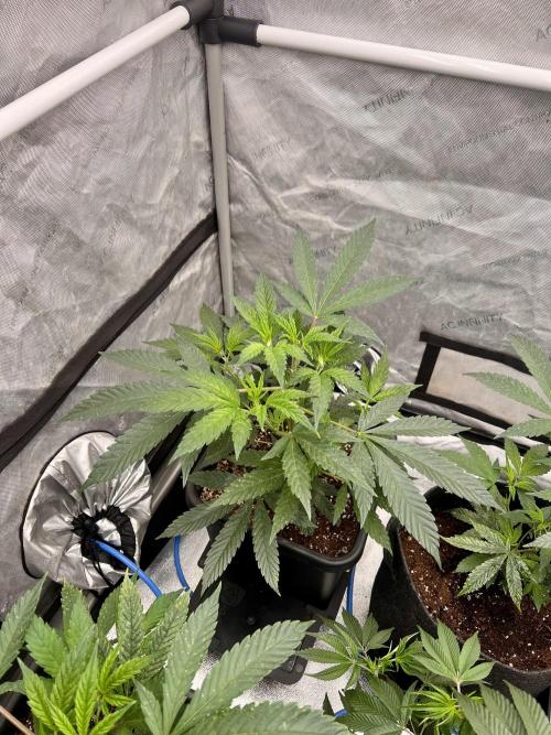 Chocolate Waffelz - Paradise Seeds. Week 1 - 22.01. F3