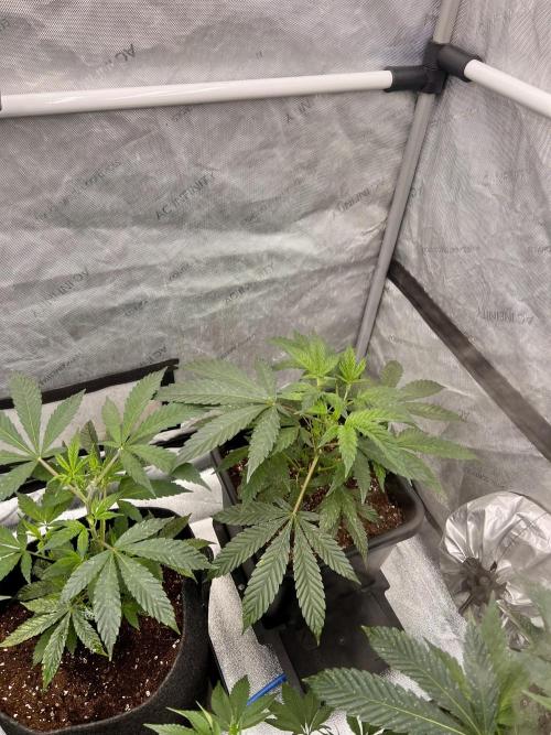 Chocolate Waffelz - Paradise Seeds. Week 1 - 22.01. F3