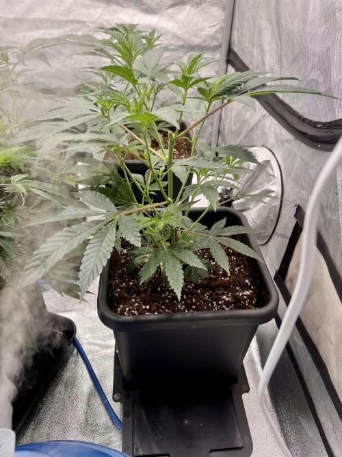 Chocolate Waffelz - Paradise Seeds. Week 1 - 22.01. F3