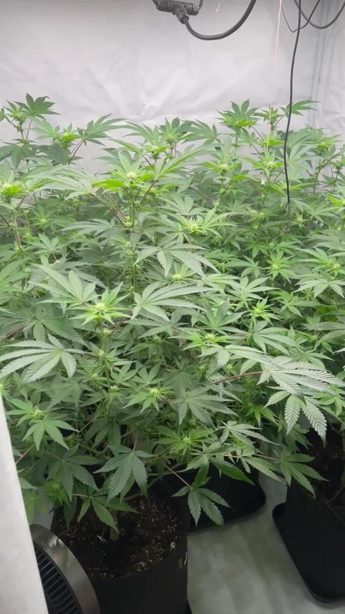 Blueberry Zkunk - Grounded Genetics