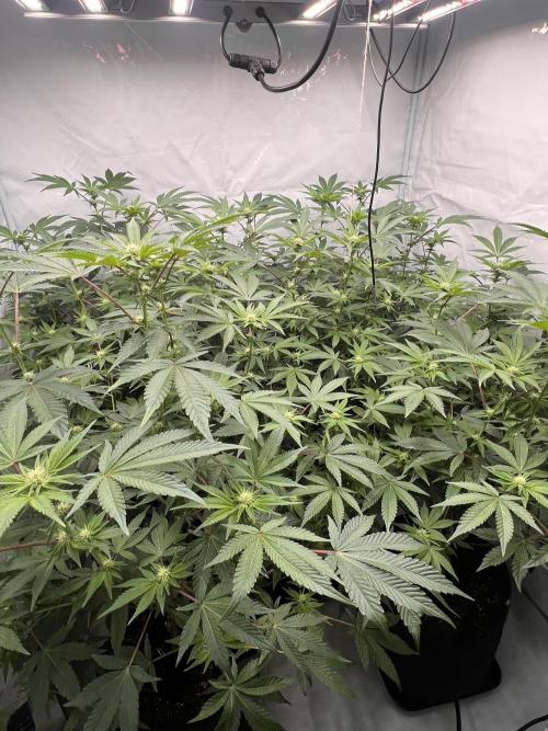 Blueberry Zkunk - Grounded Genetics. Week 7 - 21.01. F19