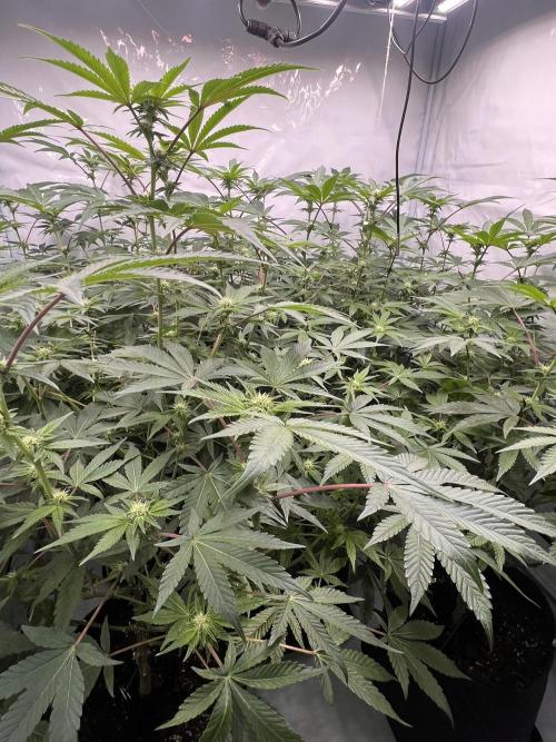 Blueberry Zkunk - Grounded Genetics. Week 7 - 21.01. F19