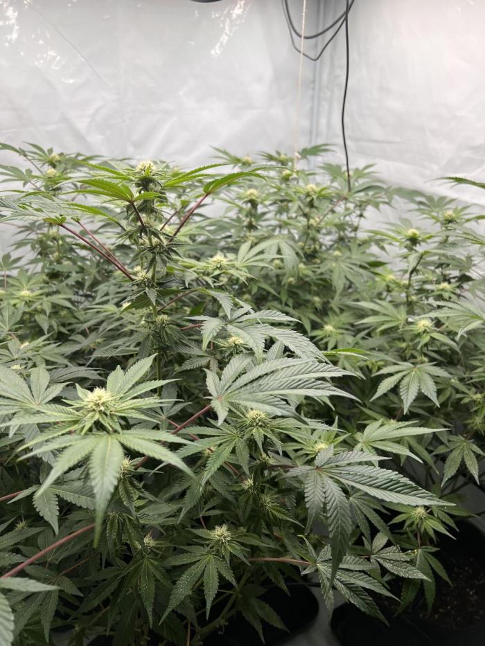 Blueberry Zkunk - Grounded Genetics. Week 8 - 25.01. F23
