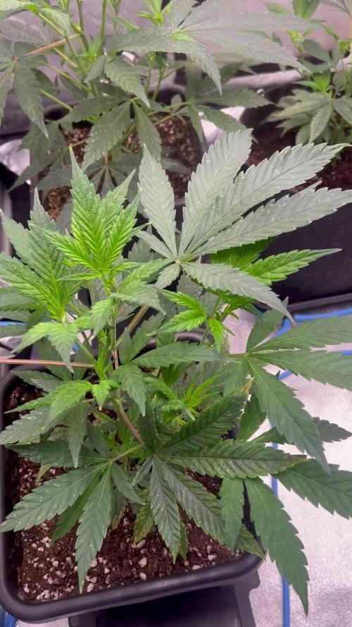 Chocolate Waffelz - Paradise Seeds